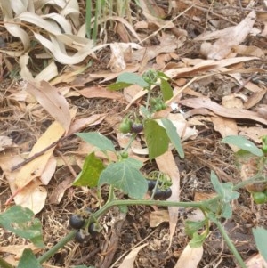 Solanum nigrum at Belconnen, ACT - 25 Dec 2020