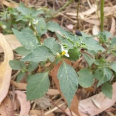 Solanum nigrum at Belconnen, ACT - 25 Dec 2020