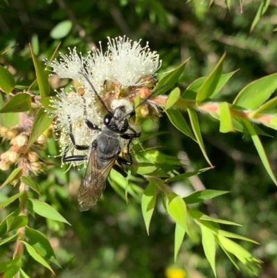 Sphex sp. (genus) (Unidentified Sphex digger wasp) at Murrumbateman, NSW - 25 Dec 2020 by SimoneC