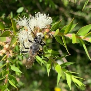 Sphex sp. (genus) at Murrumbateman, NSW - 25 Dec 2020
