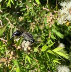 Sphex sp. (genus) at Murrumbateman, NSW - 25 Dec 2020