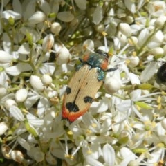 Castiarina mustelamajor (A jewel beetle) at Theodore, ACT - 24 Dec 2020 by owenh