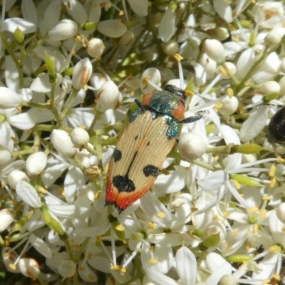 Castiarina mustelamajor (A jewel beetle) at Theodore, ACT - 24 Dec 2020 by owenh