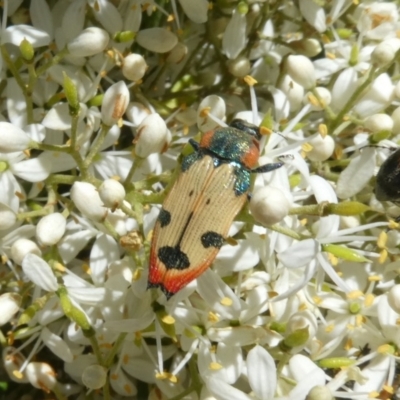 Castiarina mustelamajor (A jewel beetle) at Tuggeranong Hill - 24 Dec 2020 by Owen