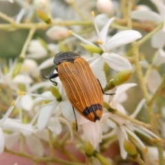 Castiarina balteata (A jewel beetle) at Theodore, ACT - 25 Dec 2020 by owenh