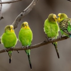 Melopsittacus undulatus (Budgerigar) at Tinderry, NSW - 25 Dec 2020 by TyrieStarrs