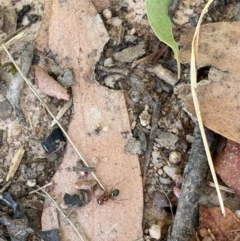 Melophorus perthensis (Field furnace ant) at Murrumbateman, NSW - 24 Dec 2020 by SimoneC