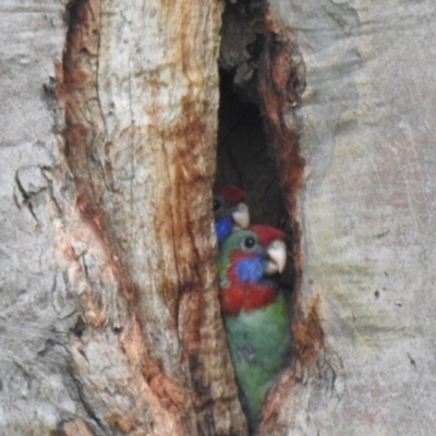 Platycercus elegans (Crimson Rosella) at Macarthur, ACT - 1 Dec 2020 by Liam.m