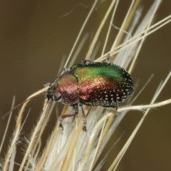 Edusella sp. (genus) (A leaf beetle) at Majura, ACT - 25 Dec 2020 by TimL