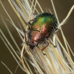 Edusella sp. (genus) at Majura, ACT - 25 Dec 2020