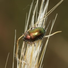 Edusella sp. (genus) at Majura, ACT - 25 Dec 2020