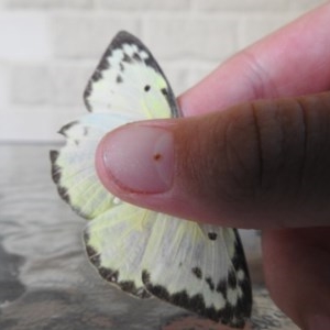 Catopsilia pomona at Tinbeerwah, QLD - 16 Dec 2020