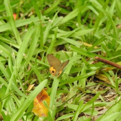 Hypocysta metirius (Brown Ringlet) at Lake MacDonald, QLD - 16 Dec 2020 by Liam.m