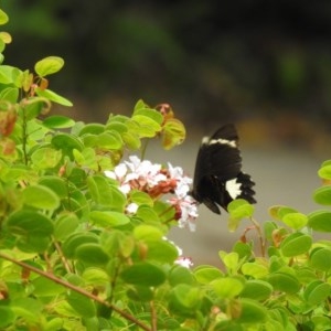 Papilio aegeus at Lake MacDonald, QLD - 16 Dec 2020