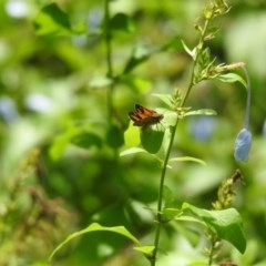 Unidentified Skipper (Hesperiidae) at Lake MacDonald, QLD - 16 Dec 2020 by Liam.m