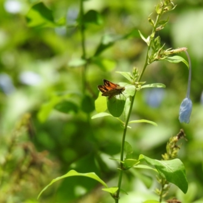 Unidentified Skipper (Hesperiidae) at Lake MacDonald, QLD - 16 Dec 2020 by Liam.m