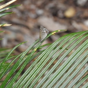 Theclinesthes onycha at Lake MacDonald, QLD - 16 Dec 2020 06:00 PM