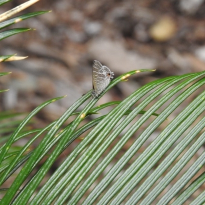 Theclinesthes onycha (Cycad Blue) at Lake MacDonald, QLD - 16 Dec 2020 by Liam.m