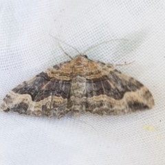 Epyaxa subidaria (Subidaria Moth) at Higgins, ACT - 20 Dec 2020 by AlisonMilton