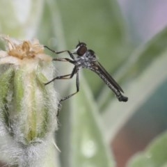 Cerdistus sp. (genus) (Yellow Slender Robber Fly) at Higgins, ACT - 19 Dec 2020 by AlisonMilton