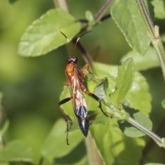 Ctenochares bicolorus (Black-tipped orange ichneumon) at Higgins, ACT - 20 Dec 2020 by AlisonMilton