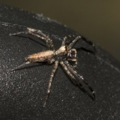 Helpis minitabunda (Threatening jumping spider) at Acton, ACT - 18 Dec 2020 by AlisonMilton