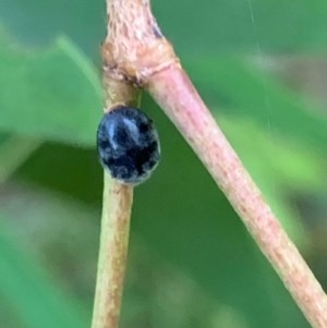 Coccinellidae (family) at Murrumbateman, NSW - 23 Dec 2020