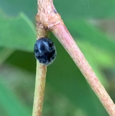 Coccinellidae (family) (Unidentified lady beetle) at Murrumbateman, NSW - 23 Dec 2020 by SimoneC