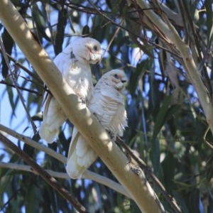 Cacatua sanguinea at Higgins, ACT - 4 Jul 2020