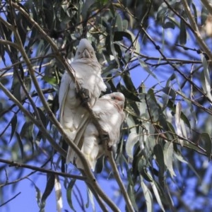 Cacatua sanguinea at Higgins, ACT - 4 Jul 2020