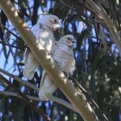 Cacatua sanguinea at Higgins, ACT - 4 Jul 2020 01:57 PM