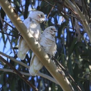 Cacatua sanguinea at Higgins, ACT - 4 Jul 2020