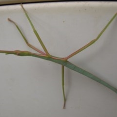 Ctenomorpha marginipennis (Margin-winged stick insect) at Deakin, ACT - 25 Dec 2020 by IanBurns