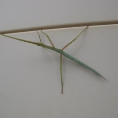 Ctenomorpha marginipennis at Deakin, ACT - 25 Dec 2020