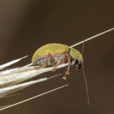 Edusella puberula (Leaf beetle) at Mount Majura - 25 Dec 2020 by TimL