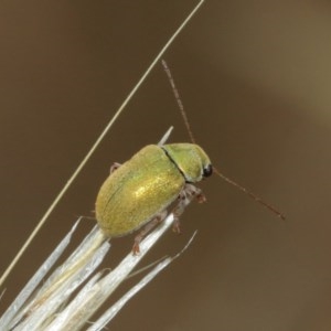 Edusella puberula at Majura, ACT - 25 Dec 2020