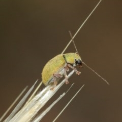 Edusella puberula at Majura, ACT - 25 Dec 2020