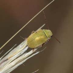 Edusella puberula at Majura, ACT - 25 Dec 2020