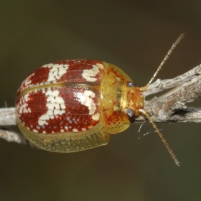 Paropsisterna sp. ("Ch11" of DeLittle 1979) (A leaf beetle) at Mount Majura - 25 Dec 2020 by TimL