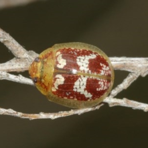 Paropsisterna sp. ("Ch11" of DeLittle 1979) at Majura, ACT - 25 Dec 2020 12:18 PM