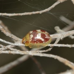 Paropsisterna sp. ("Ch11" of DeLittle 1979) at Majura, ACT - 25 Dec 2020 12:18 PM