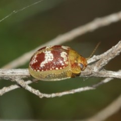 Paropsisterna sp. ("Ch11" of DeLittle 1979) at Majura, ACT - 25 Dec 2020 12:18 PM