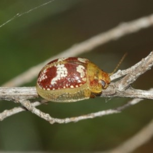 Paropsisterna sp. ("Ch11" of DeLittle 1979) at Majura, ACT - 25 Dec 2020 12:18 PM