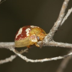 Paropsisterna sp. ("Ch11" of DeLittle 1979) at Majura, ACT - 25 Dec 2020