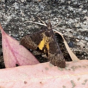 Uresiphita ornithopteralis at Aranda, ACT - 26 Dec 2020