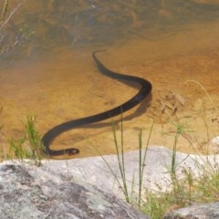 Pseudechis porphyriacus (Red-bellied Black Snake) at Wee Jasper, NSW - 24 Dec 2020 by Harrisi