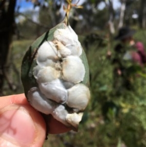 Lasiopsylla sp. (genus) at Hume, ACT - suppressed