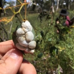 Lasiopsylla sp. (genus) at Hume, ACT - suppressed