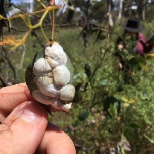 Lasiopsylla sp. (genus) at Hume, ACT - 20 Dec 2020