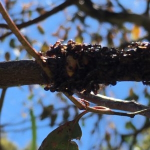 Eurymelinae (subfamily) at Symonston, ACT - 20 Dec 2020